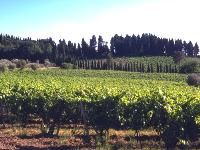 I vigneti