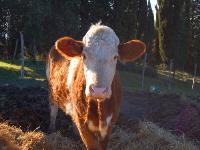 Fattoria Biologica di Scornello