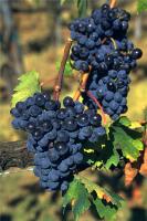 I vigneti