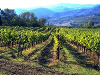 I vigneti